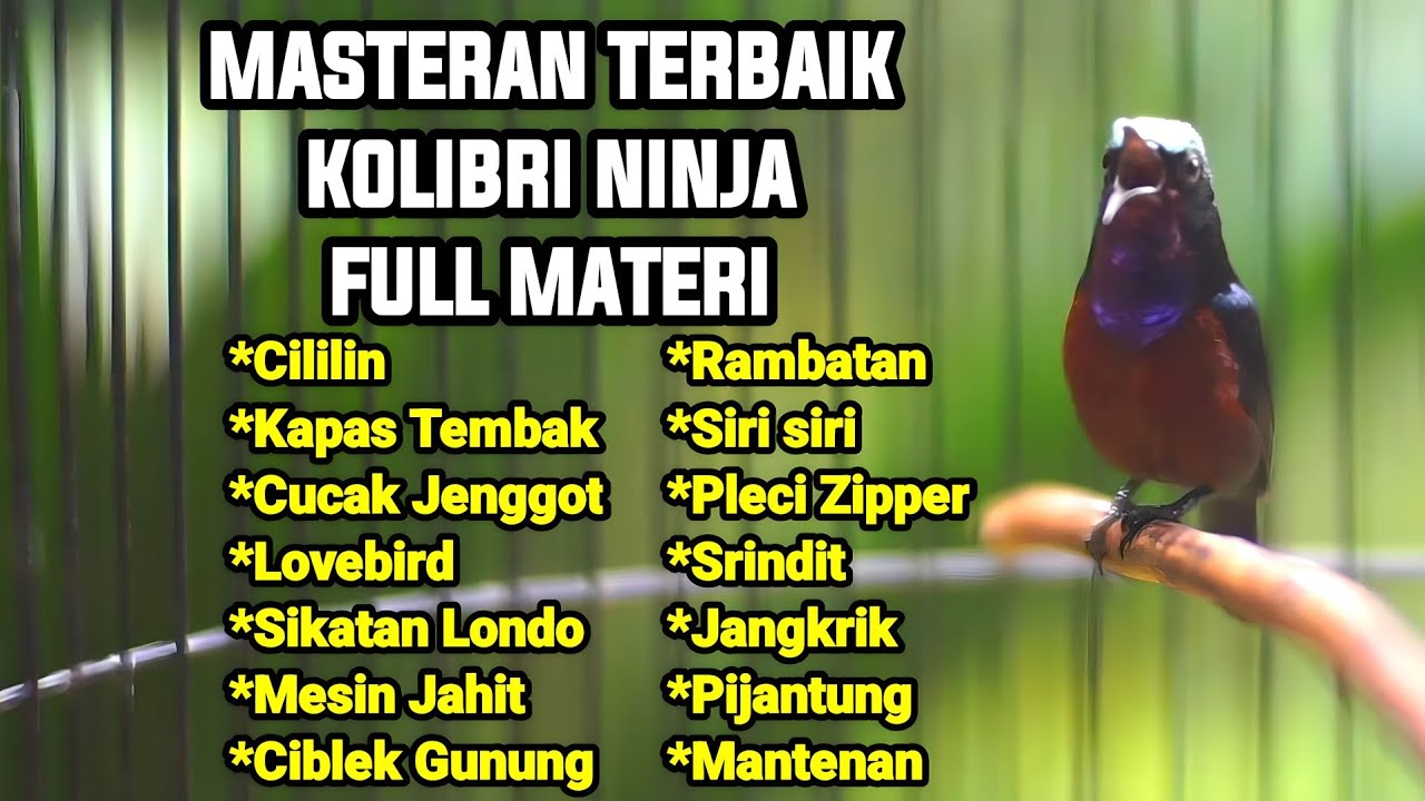MASTERAN TERBAIK SEPANJANG MASA KOLIBRI NINJA GACOR FULL MATERI TEMBAKAN TAJAM JERNIH 100% GACOR