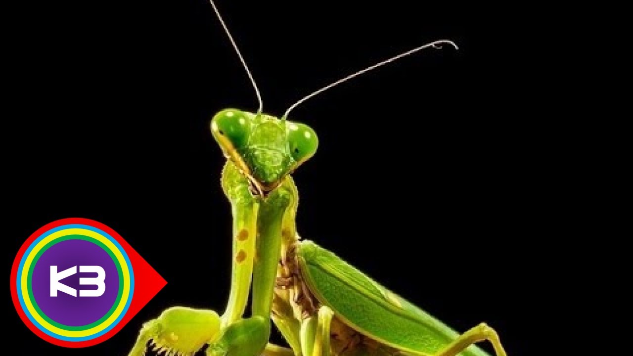 10 Most Cannibalistic Animals