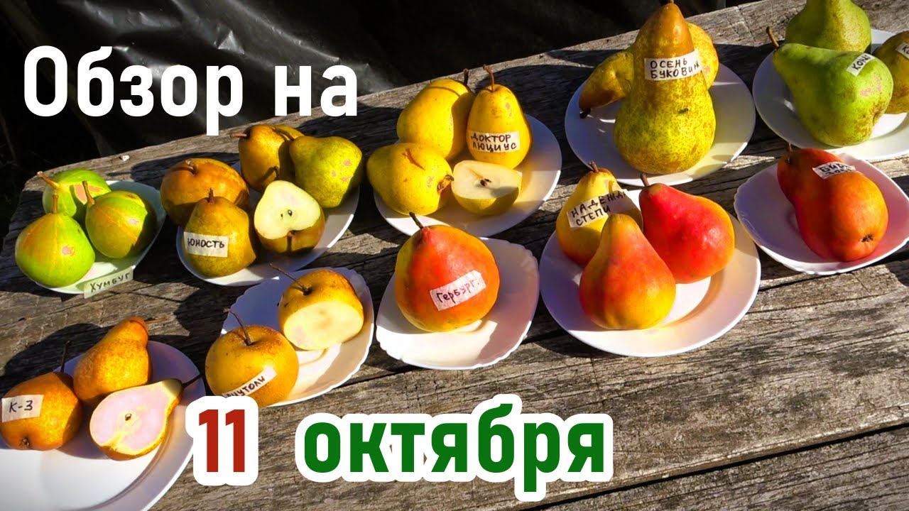 Груши ГЕРБУРГ, КОНДО, НАДЕЖДА СТЕПИ, ЮНОСТЬ, ДОКТОР ЛЮЦИУС, ИЗЮМИНКА КРЫМА, ПИУТО ЛИ, БИРЮЗОВАЯ, К-3
