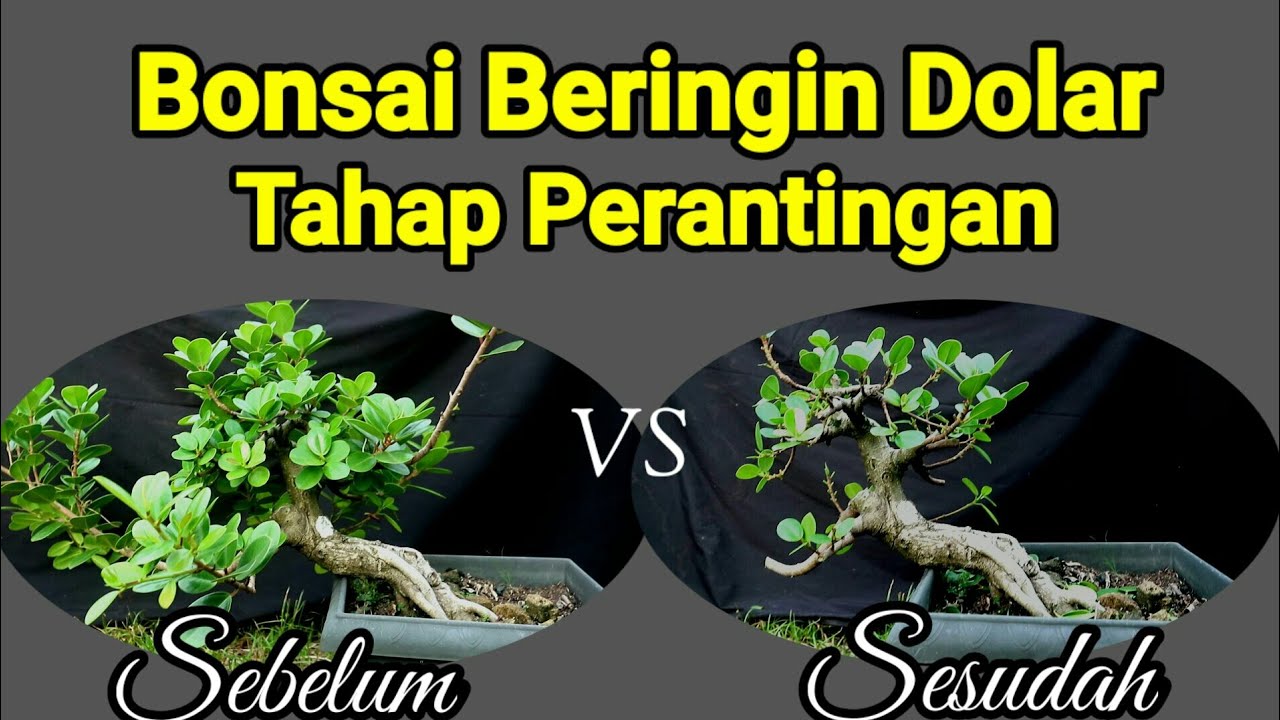 Bonsai Beringin Dolar Tahap Perantingan