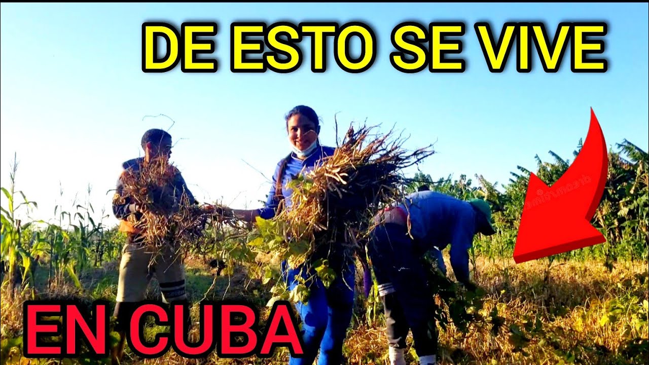 DOCTORA CUBANA🇨🇺 trabaja en el campo para sobrevivir en CUBA