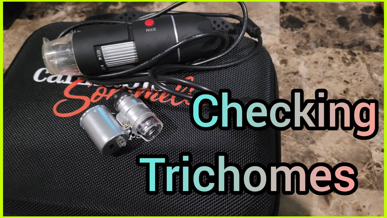 Checking Trichomes - The Friendly Grower