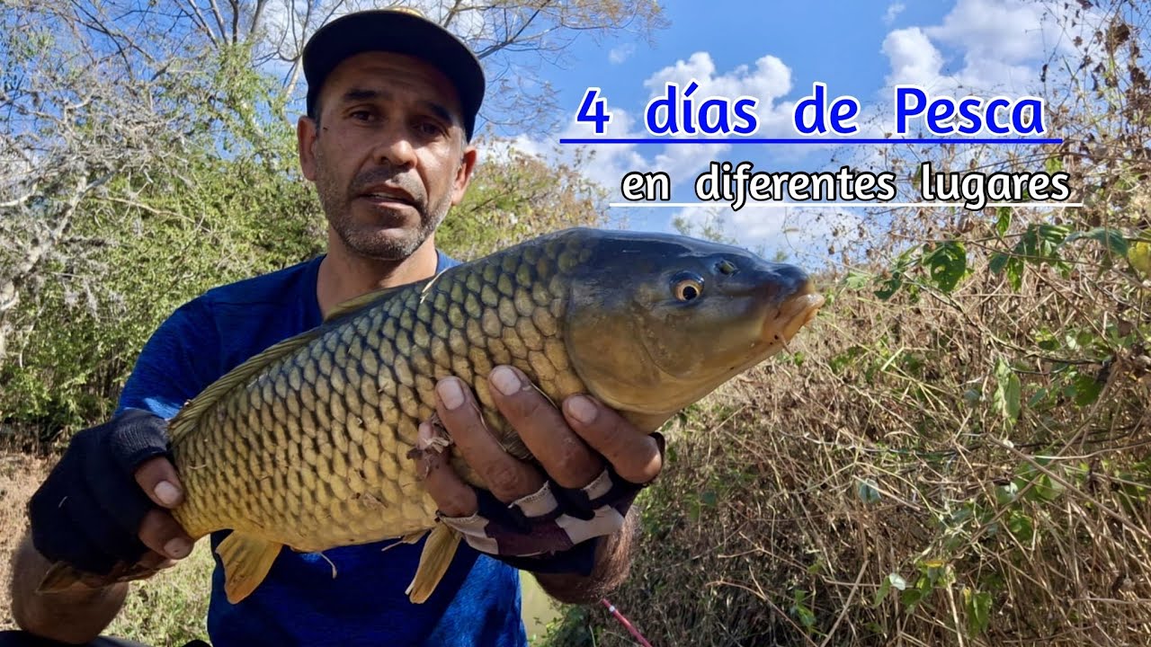 Cuatro días de Pesca y salieron buenas Carpas y algunas Mojarras y un Bagre en Zamora y alrededores