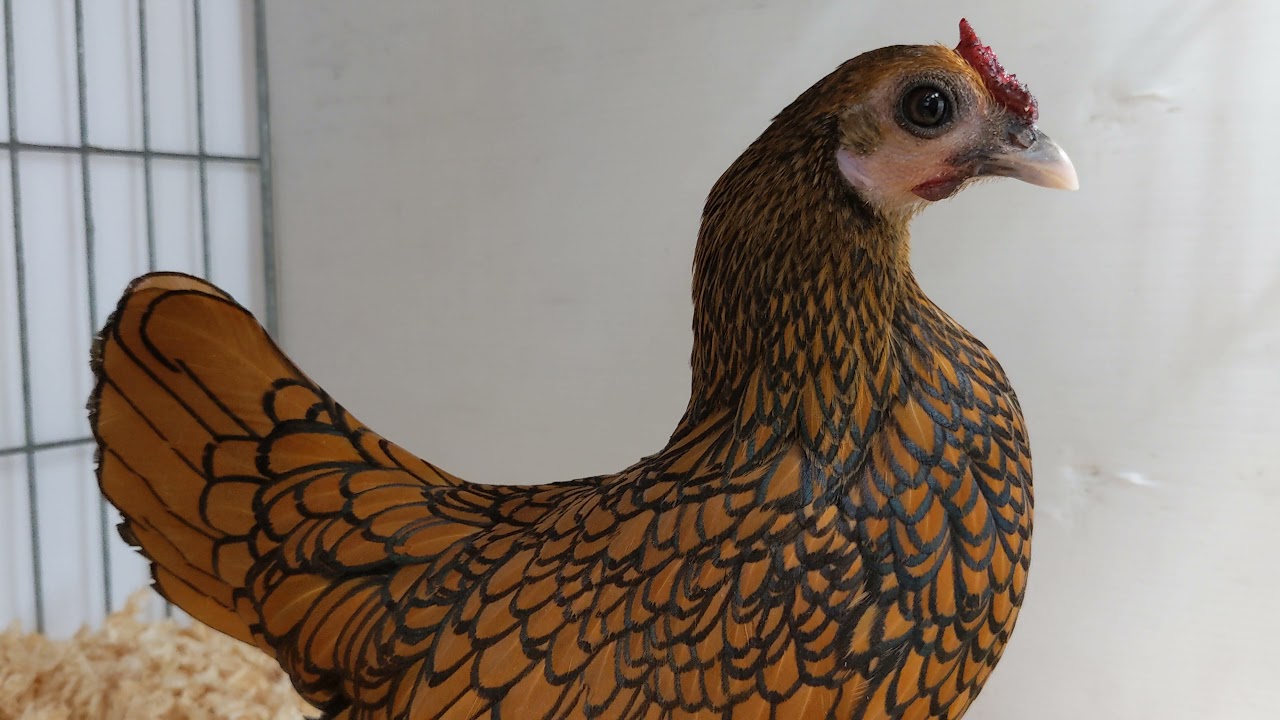 Sebright bantam hen at a poultry show.