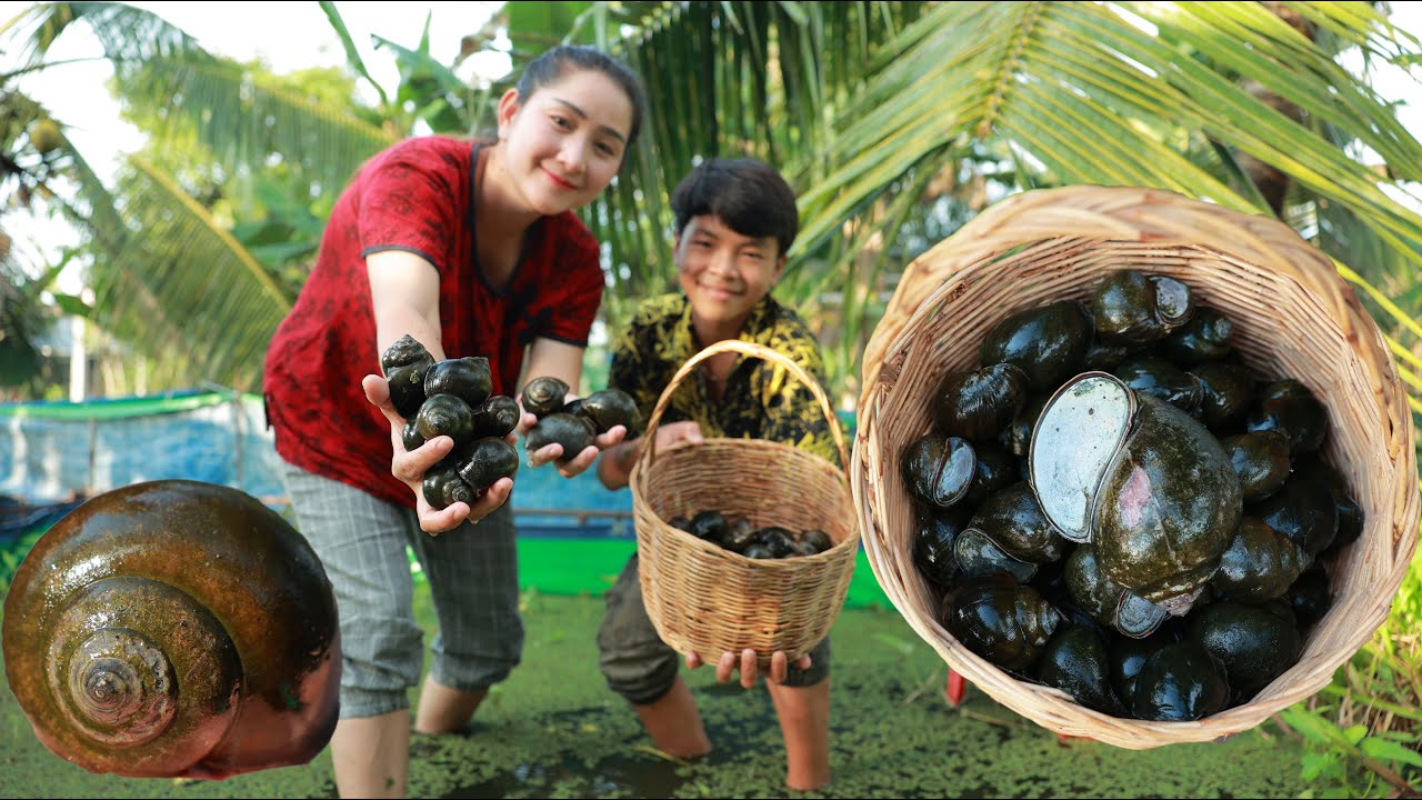 I catch a lot of snail in my village for yummy cooking! Yummy snail grill sauce / Fresh snail eating