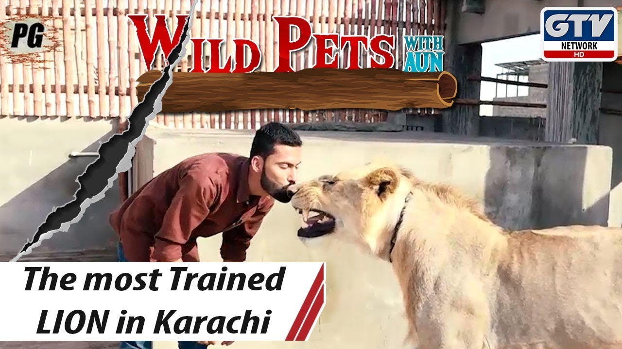 The most Trained LION | Wild Pets with Aun 20th October 2019