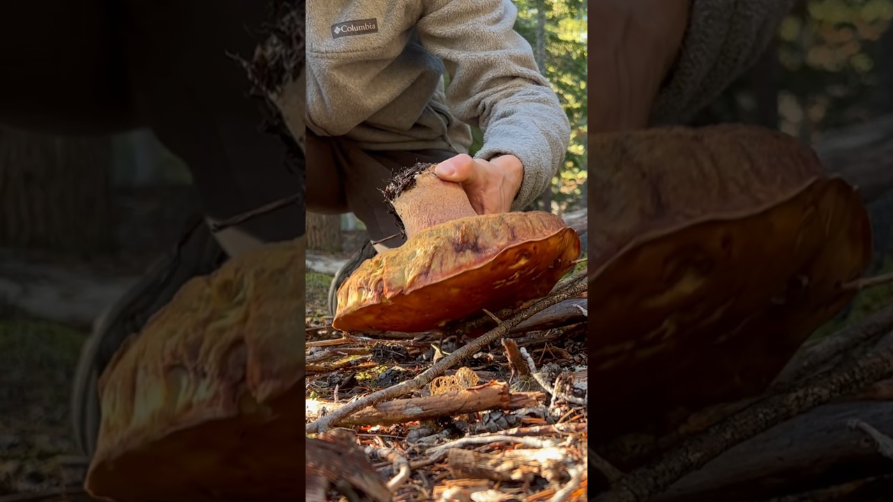 King Bolete | Porcini | Mushroom Hunting #shorts Boletus edulis #mushroom #forest #foraging #fungi