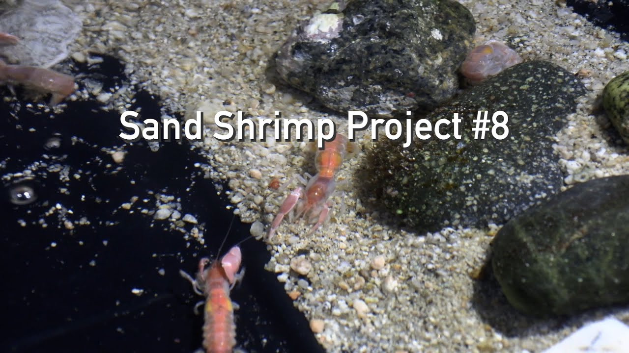 Sand Shrimp Project #8 (6 Weeks!)