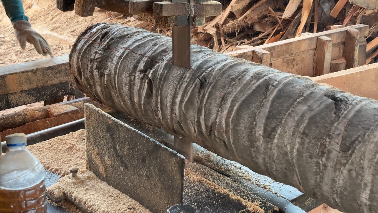 Processing 2x20 Finished Coconut Trees with Modern Sawmill Machine