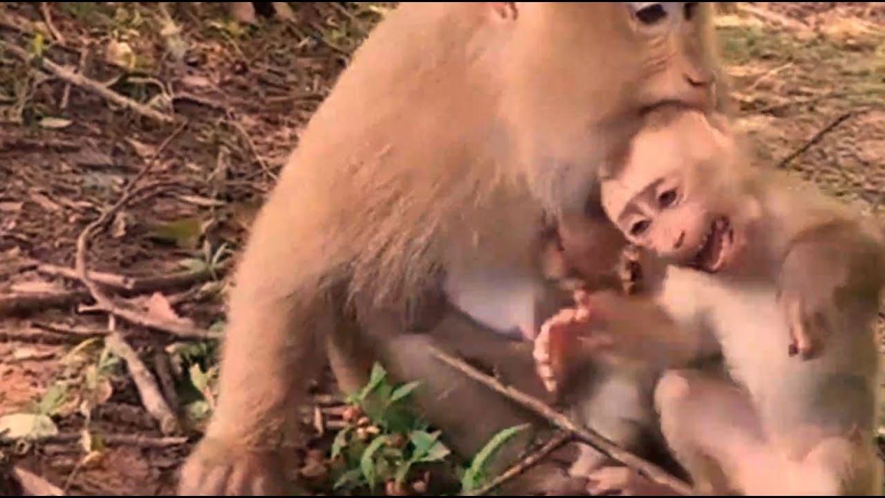 O.M.G! So horrible Rose monkey biting orphan BB Angela cruelly/ Poor BB Angela hurt crying loudly.