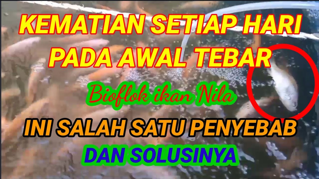 PENYEBAB IKAN NILA MATI SETIAP HARI PADA AWAL TEBAR