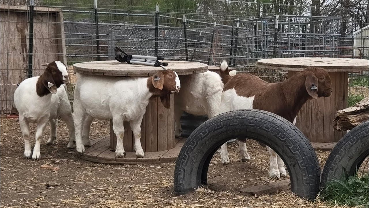 Weights vLog 242 #boergoats