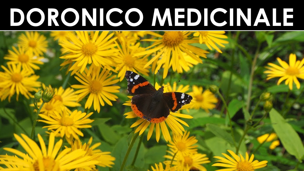 DIVINA FLORA - Doronico medicinale