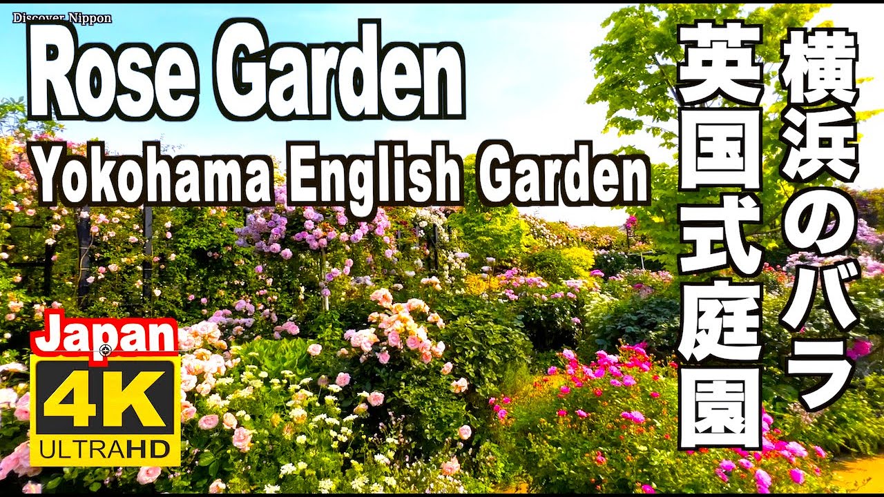 🇯🇵4K Rose in Yokohama English Garden 横浜イングリッシュガーデンのバラ バラの名所 薔薇園 横浜観光 横浜の名所 横浜旅行