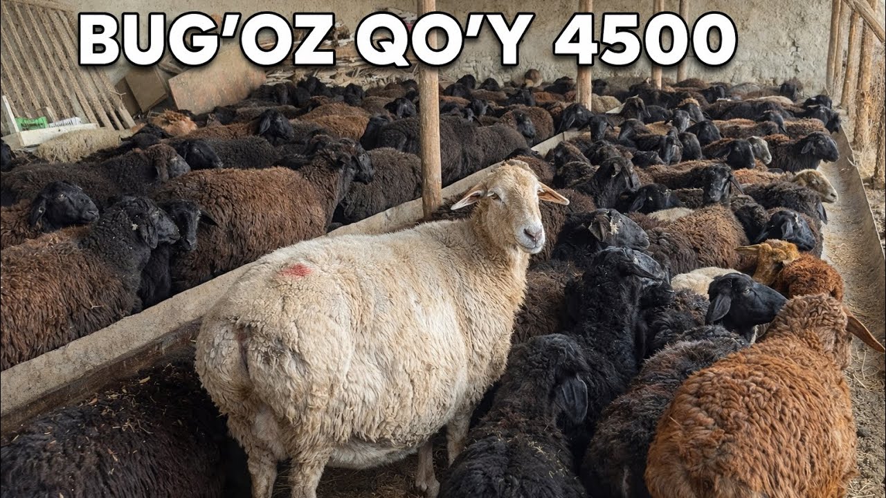 YUNUS AKADAN QO’YLARNI UDARLARI KELDI 22 02 2026