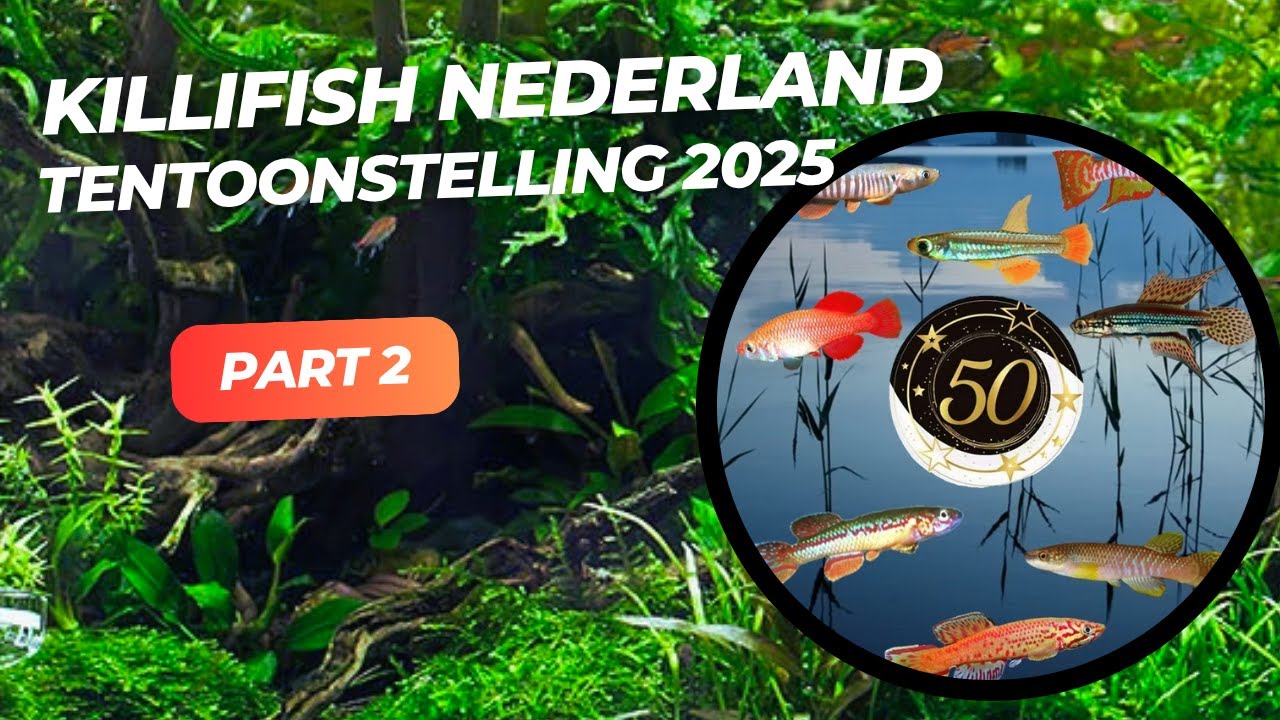 Killifish Nederland Tentoonstelling 2025 - Deel 2