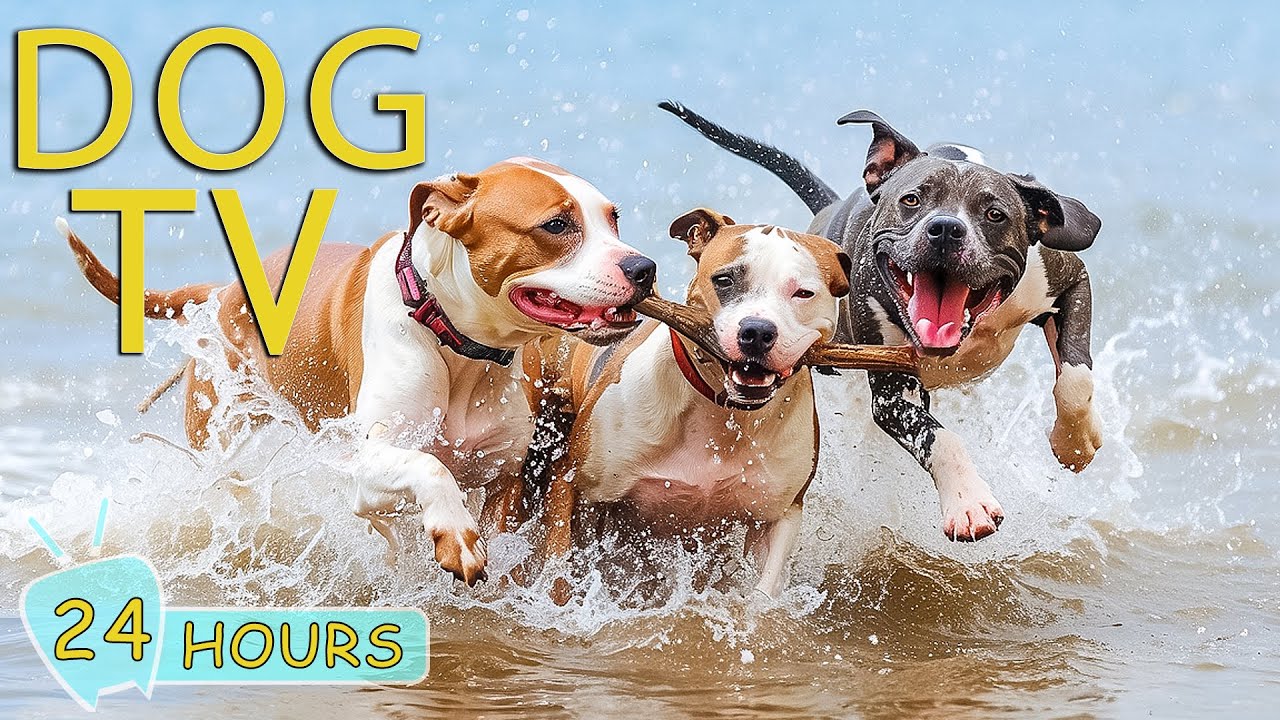DOG TV for Dog to Watch: Best Video Entertain for Calm Anxiety & Stres for Dog - Music for Dog Happy