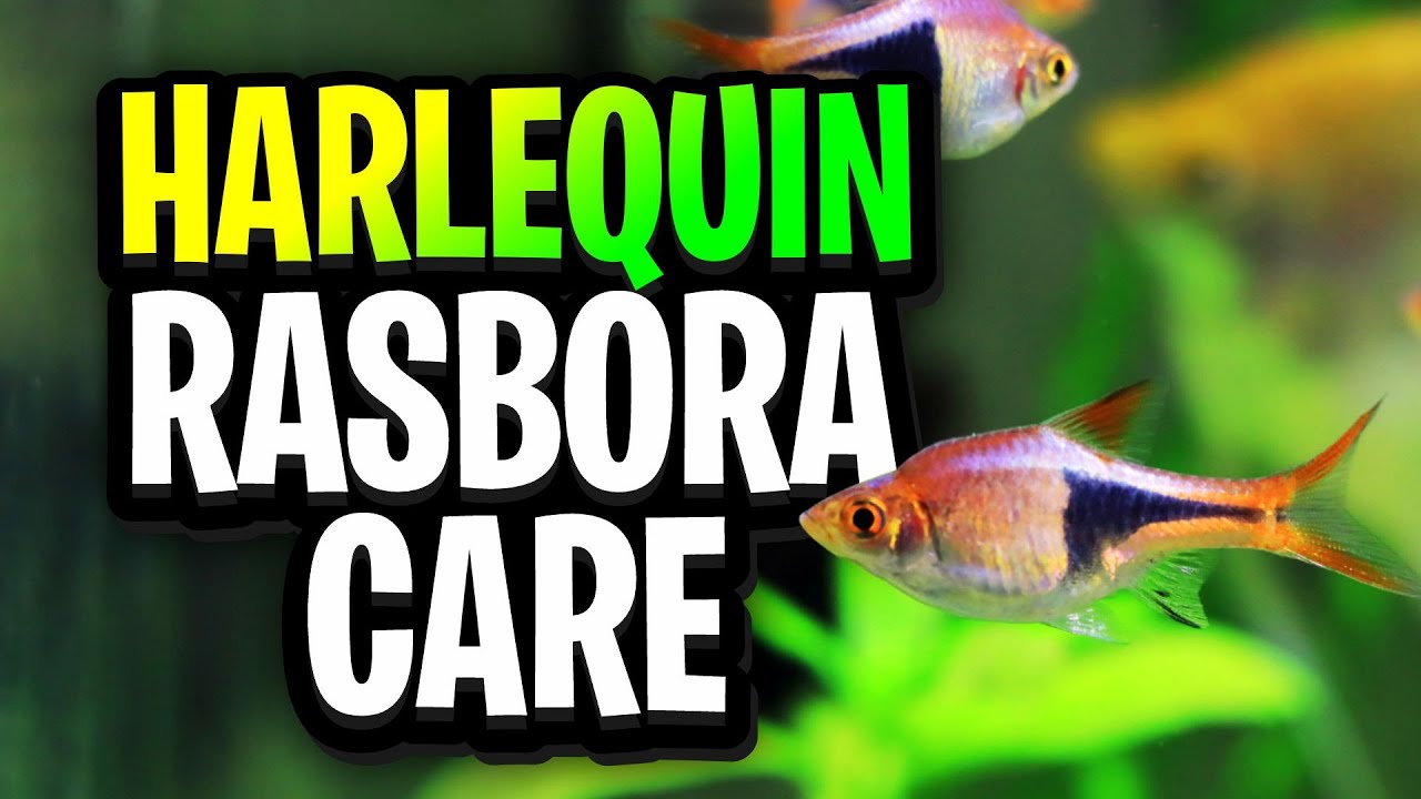 Harlequin Rasbora Care Guide: Setup, Feeding, Tank Mates, and Water Parameters Explained!