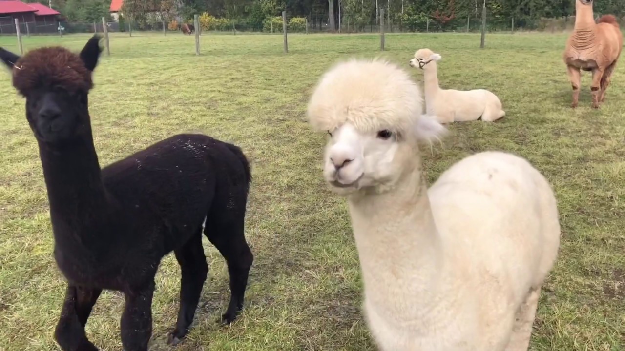 ALPAKA & LAMA VLOG | Alpakoterapia 2019