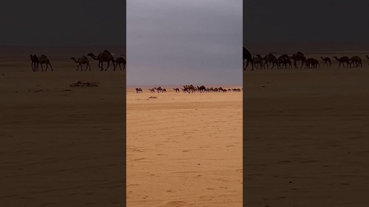 ‏سهيل قرب