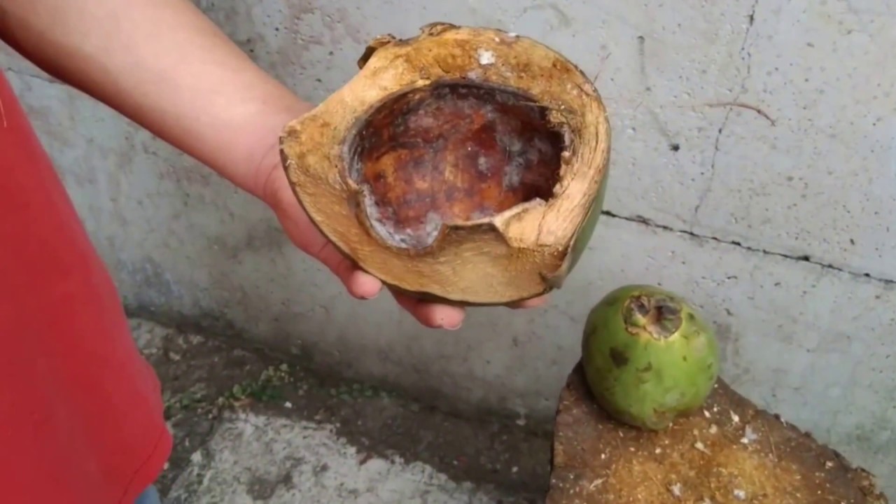 HACIENDO FIBRA DE COCO Y CHIP DE PIPA EN CASA.