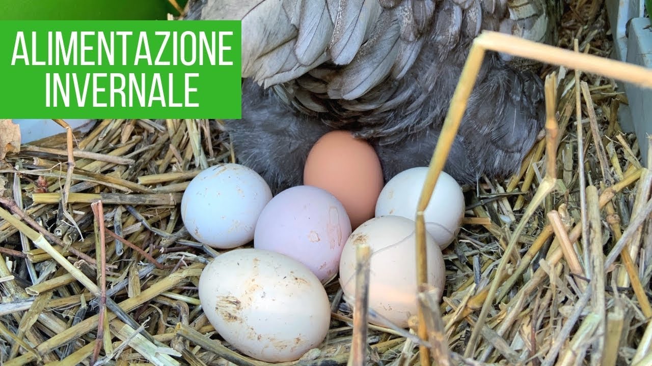 Mangime INVERNALE per galline | COME OTTENERE PIÙ UOVA