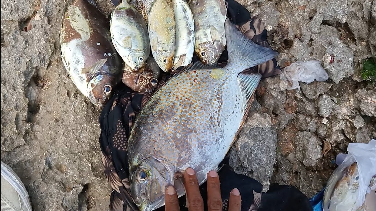 Mancing Baronang full Strike Mabar Pakai Tegek 7.20 di Pantai Balangan