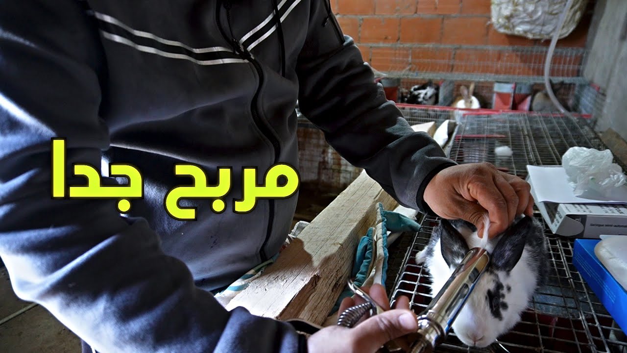 تفقيس بيض دجاج البراهما العملاق / بداية نجاح مشروع تربية الارانب
