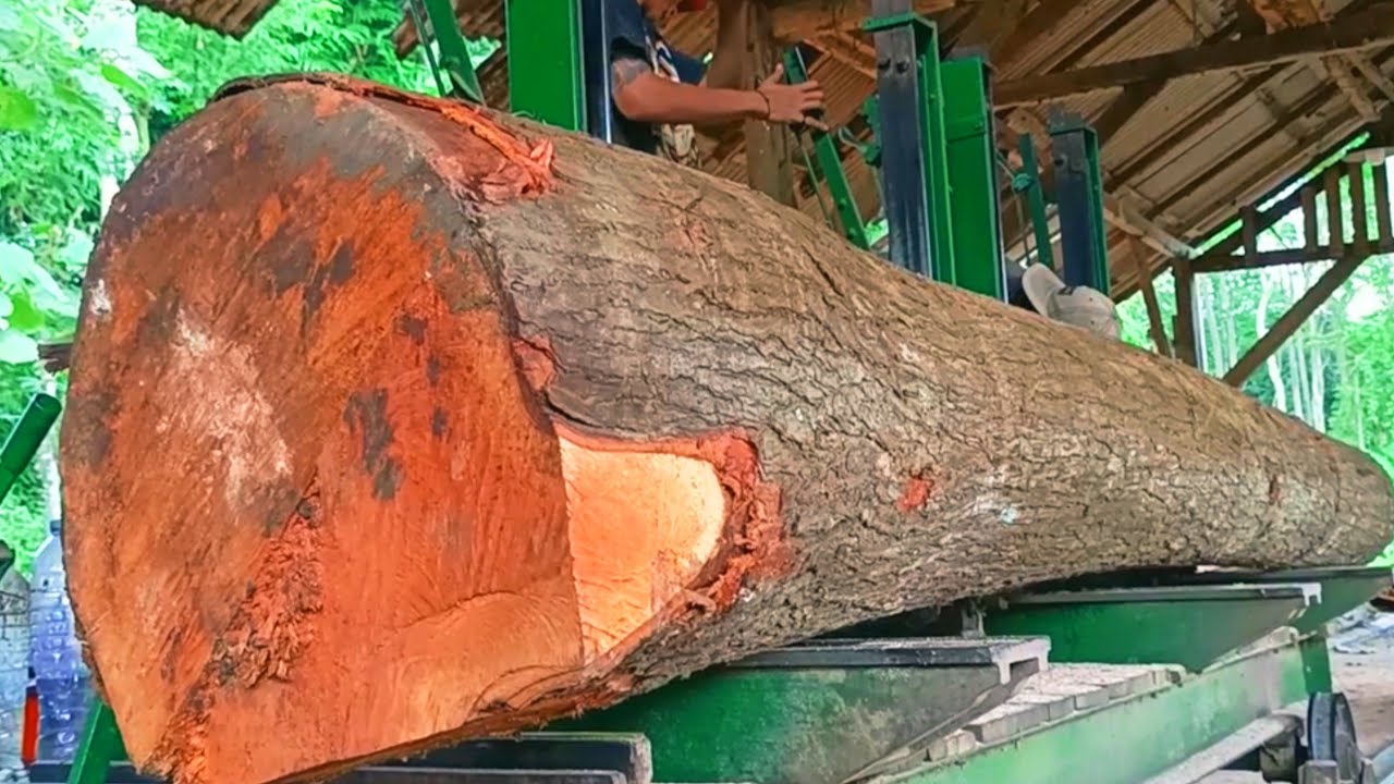 Beautiful large mahogany logs at the sawmill 