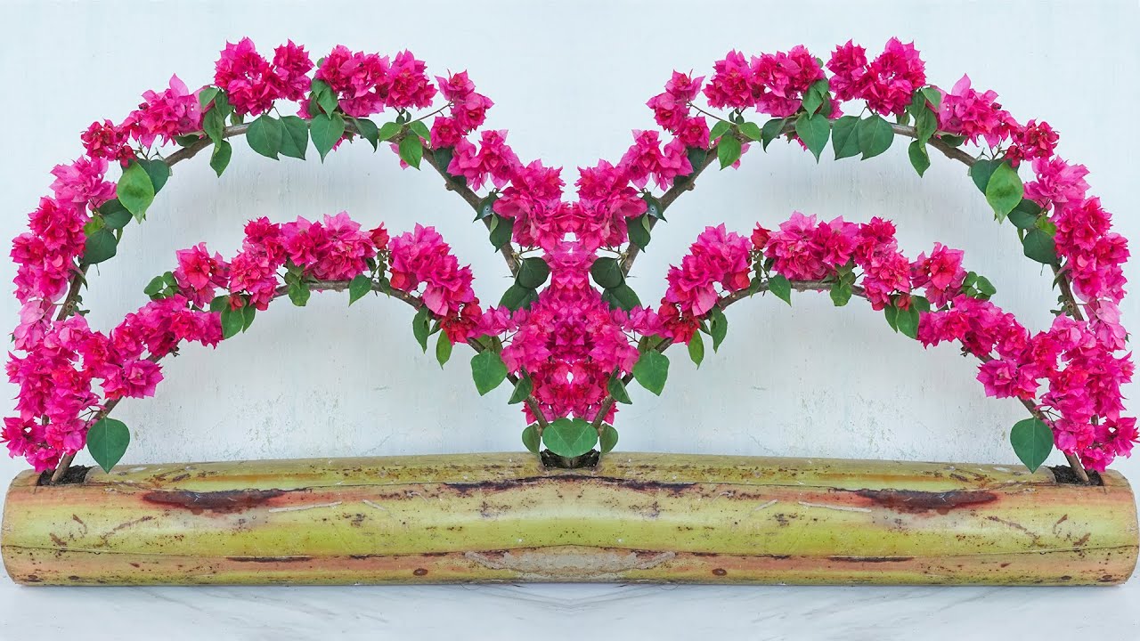 How to propagate bougainvillea by cuttings with bananas at home, easy and cheap