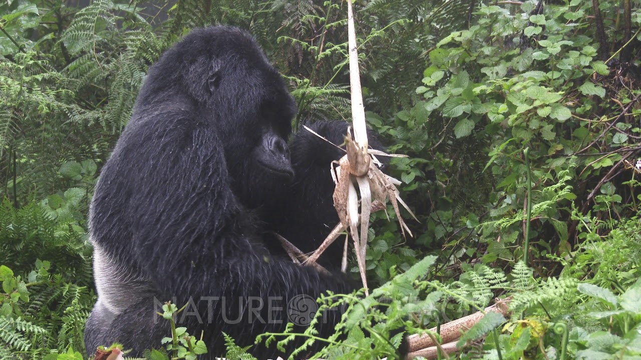 Mountain Gorilla (Gorilla beringei beringei) Silverback peeling off and eating Bamboo shoot