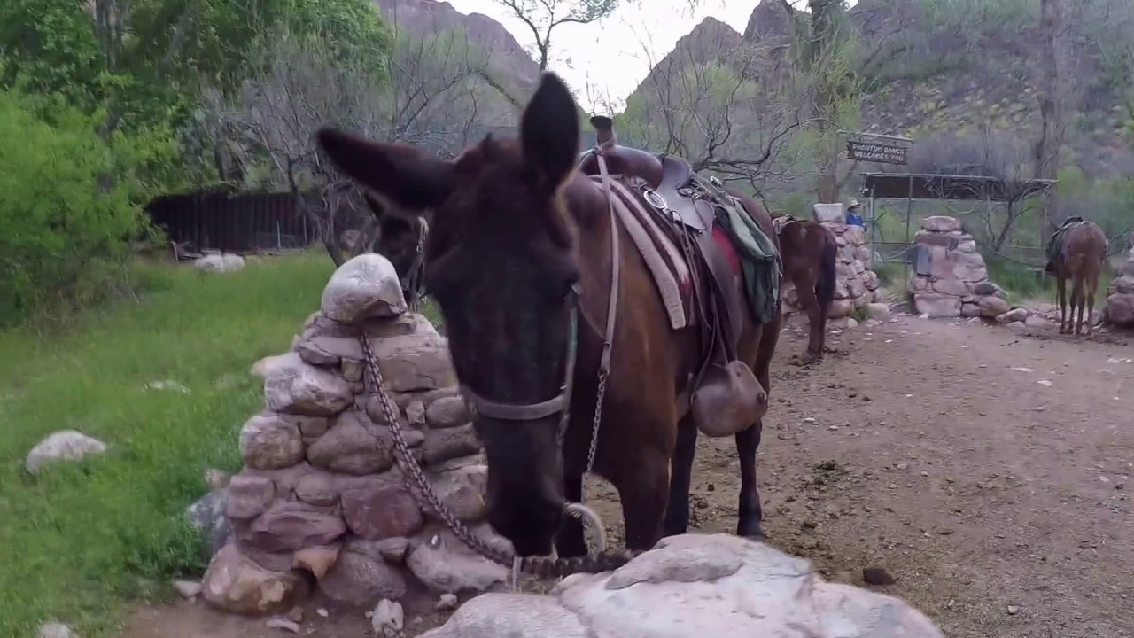 Grand Canyon Mule Ride down Bright Angel trail to Phantom Ranch and back up Kaibab trail 04-10-17