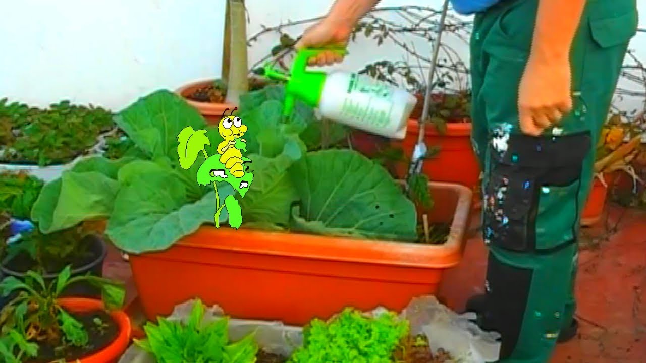 Mantén las ORUGAS a raya con éste PODEROSO insecticida #huertourbano