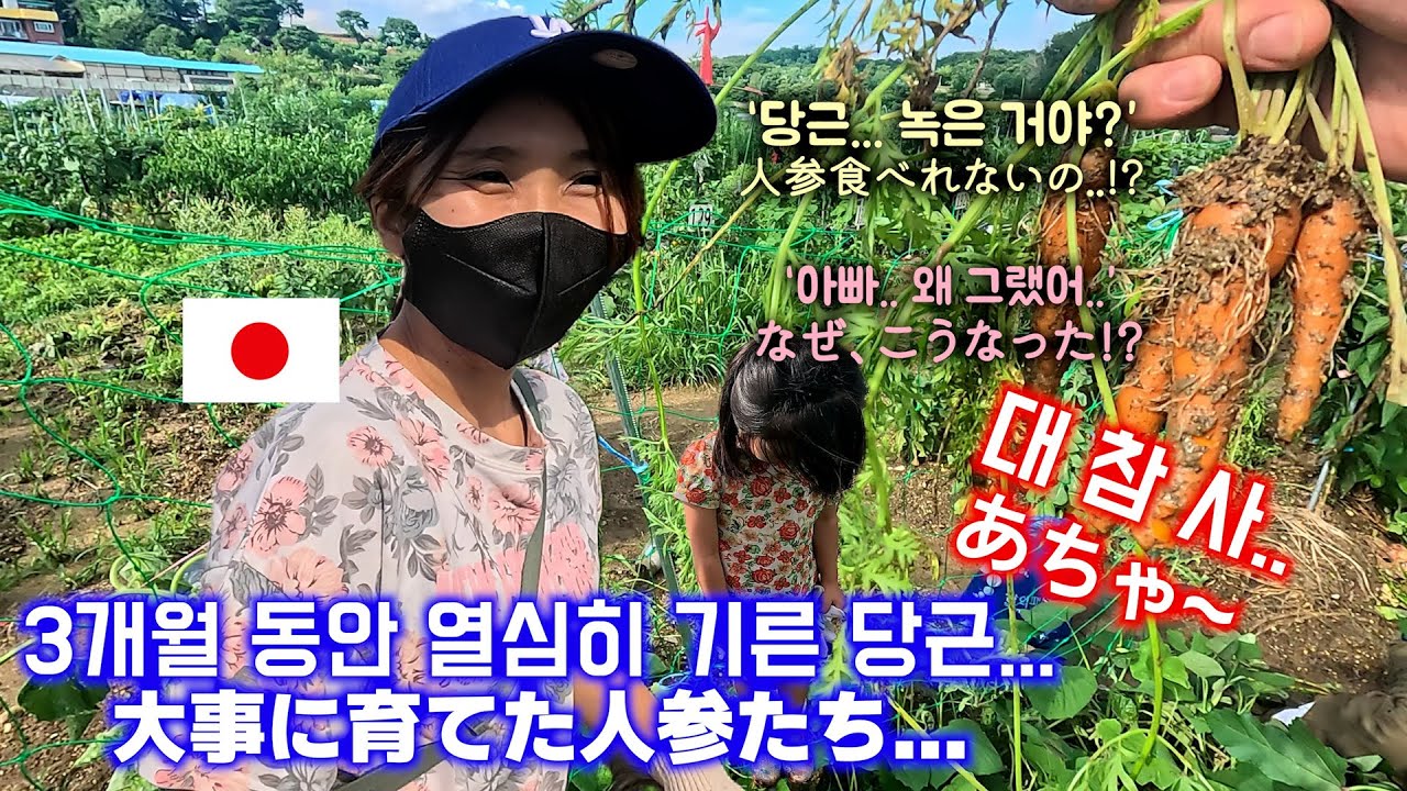 가족들 전부 일본으로 보내고... 망친 당근 농사 조용히 뒷수습했네요~^^; 家族3人日本へ夏休み∼畑の人参は大収穫⁉⁉ (#247)