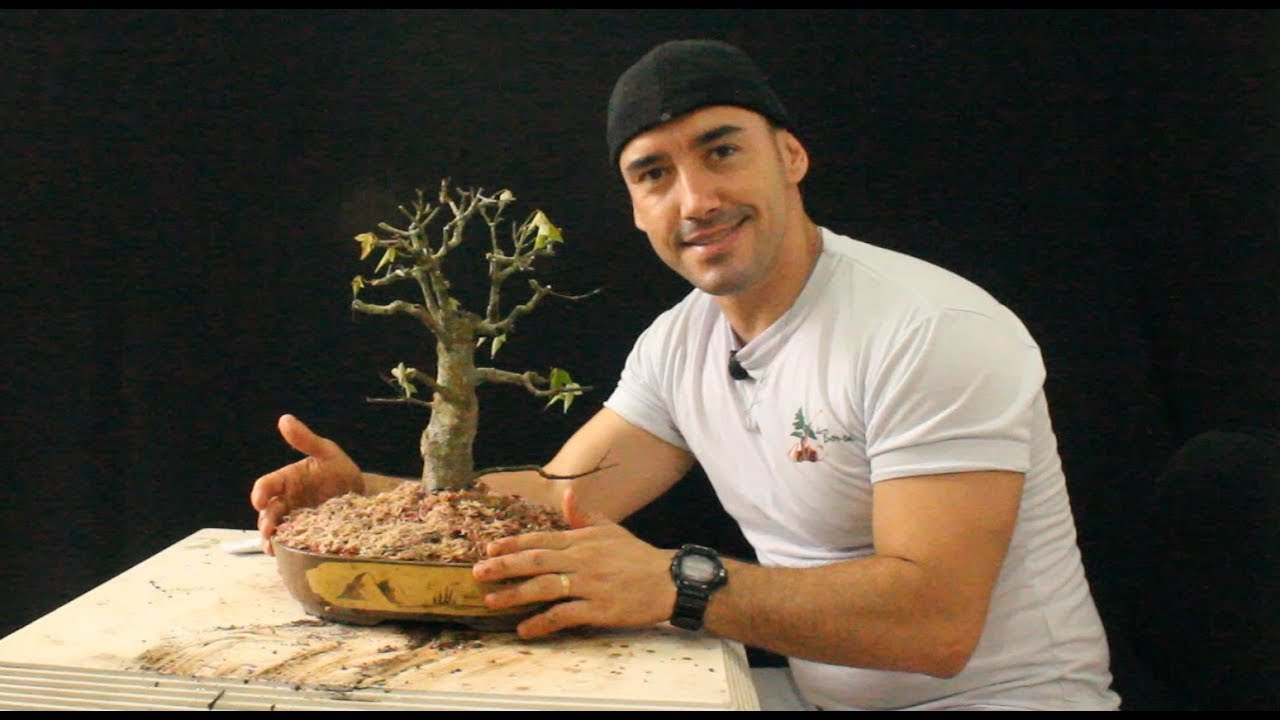 AULA COMPLETA ACER KAEDE | TRIDENTE | E COMO DIMINUIR A ALTURA DO BONSAI PARTE 2