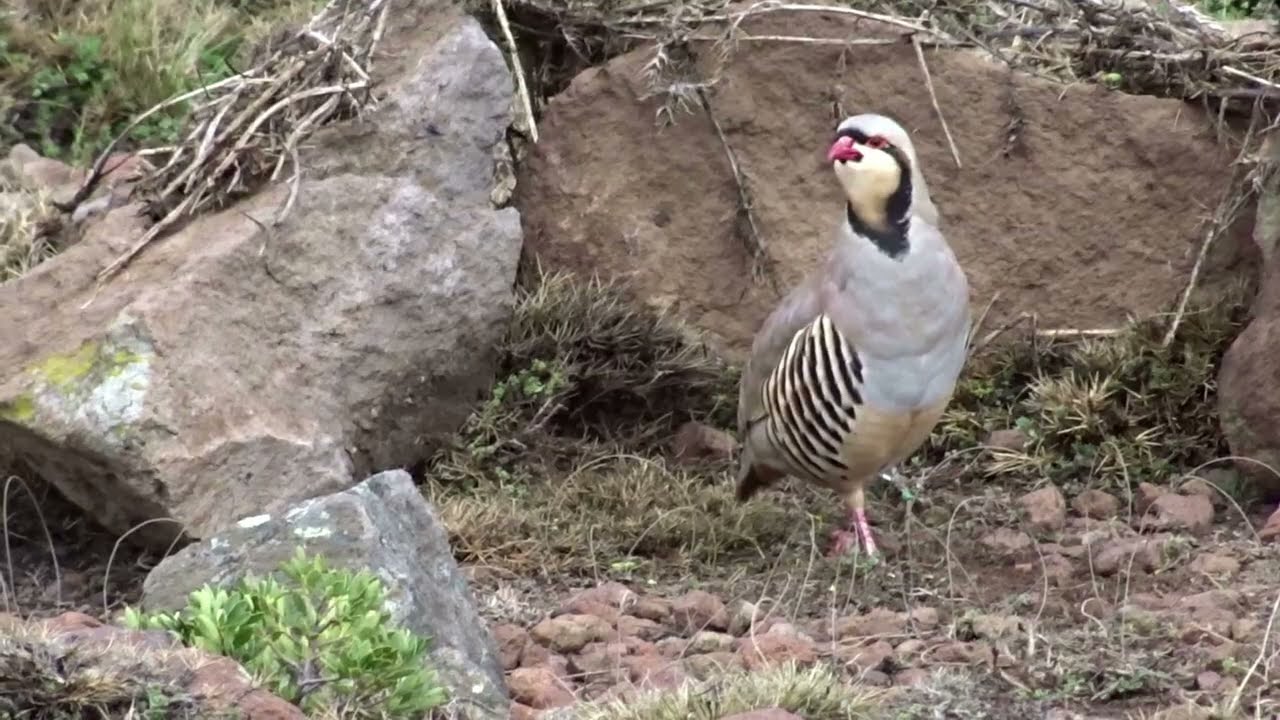 Keklik Avı (Bağlı) - الحجل طائر - куропатка - partridge