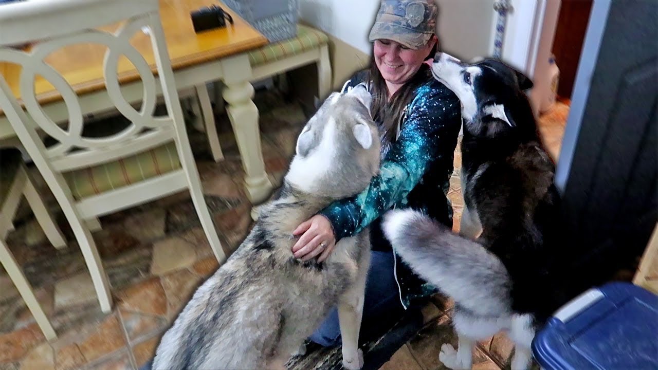 Huskies React to Mom Coming Home from Disneyland