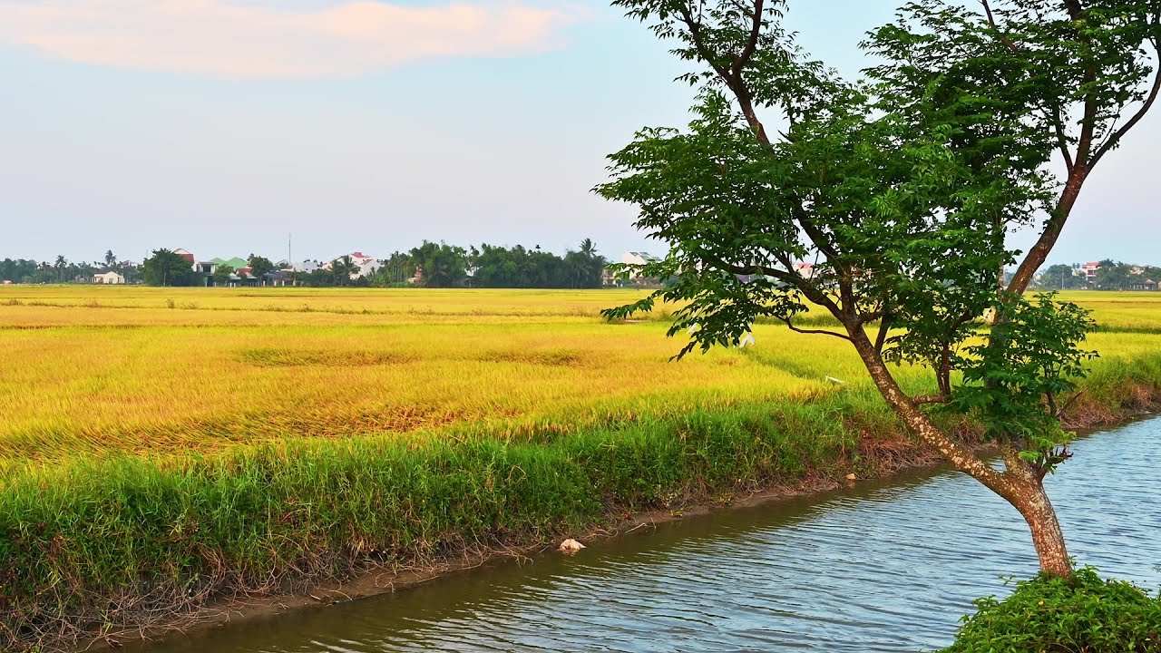 Rice Fields Of Hoi An, Vietnam
