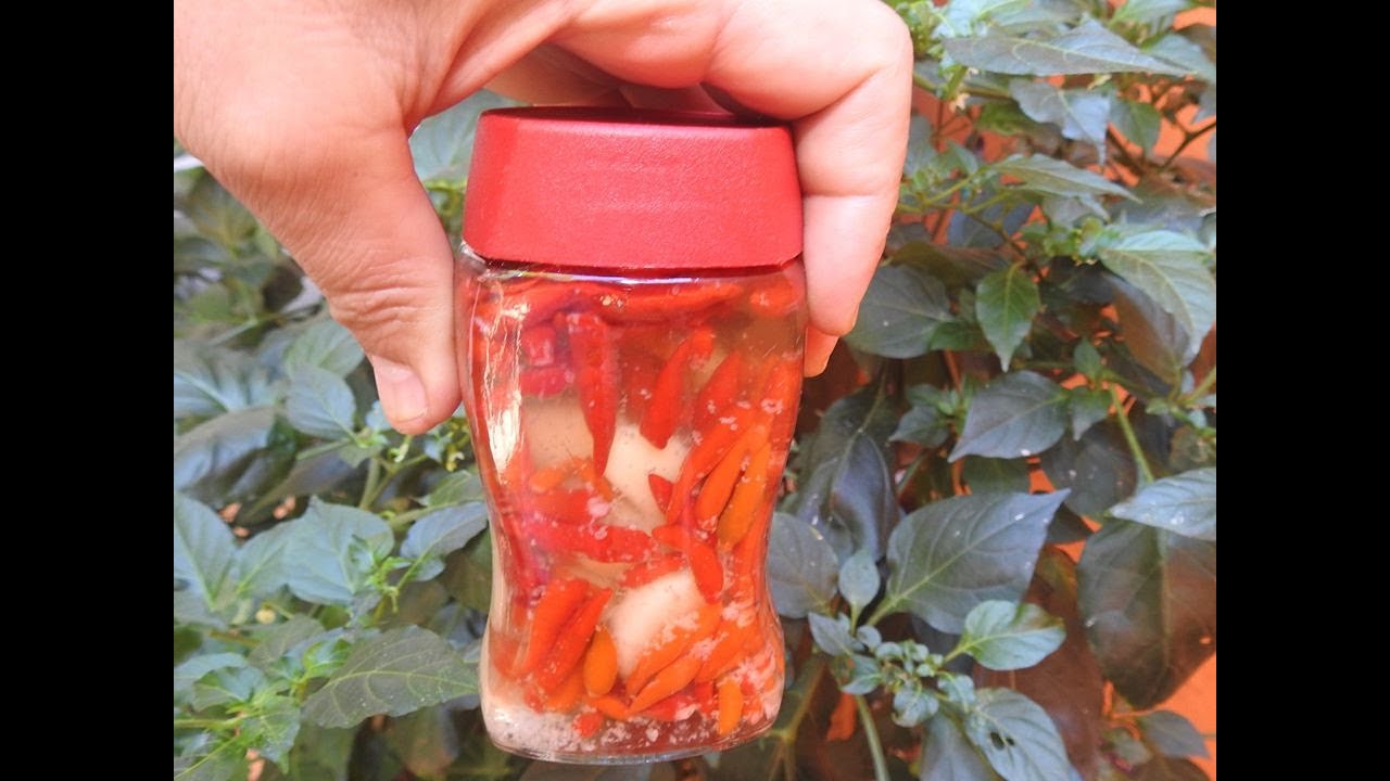 PIMENTA MALAGUETA EM CONSERVA NO ÓLEO