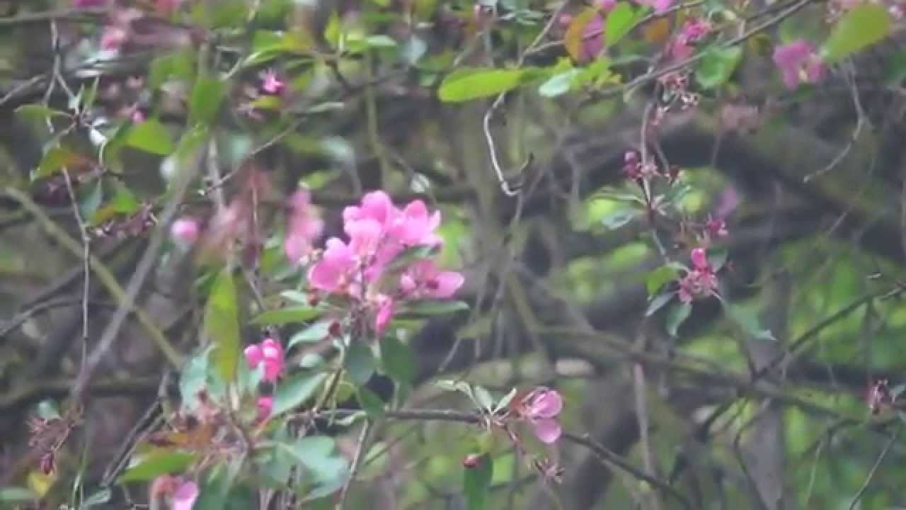 Industar 50-2 50mm F/3.5 Video Test