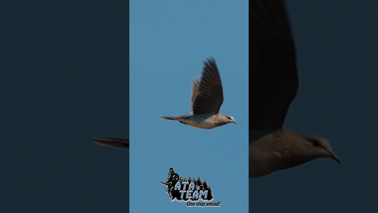 #atateam #birdhunting #dove #hunting