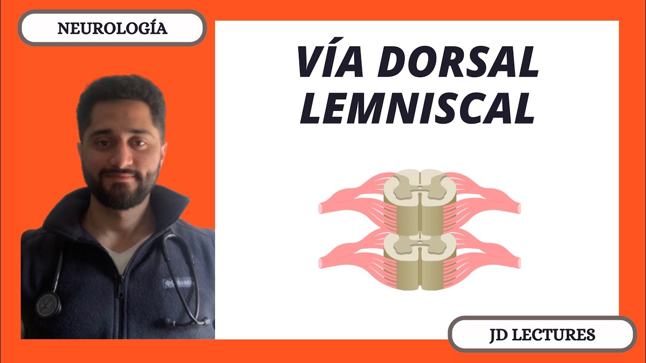 VÍA DORSAL LEMNISCAL | TRACTOS ASCENDENTES | NEUROLOGÍA