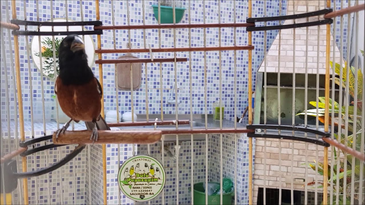 CURIÓ PRAIA SUPER CLÁSSICO MINEIRINHO NETO