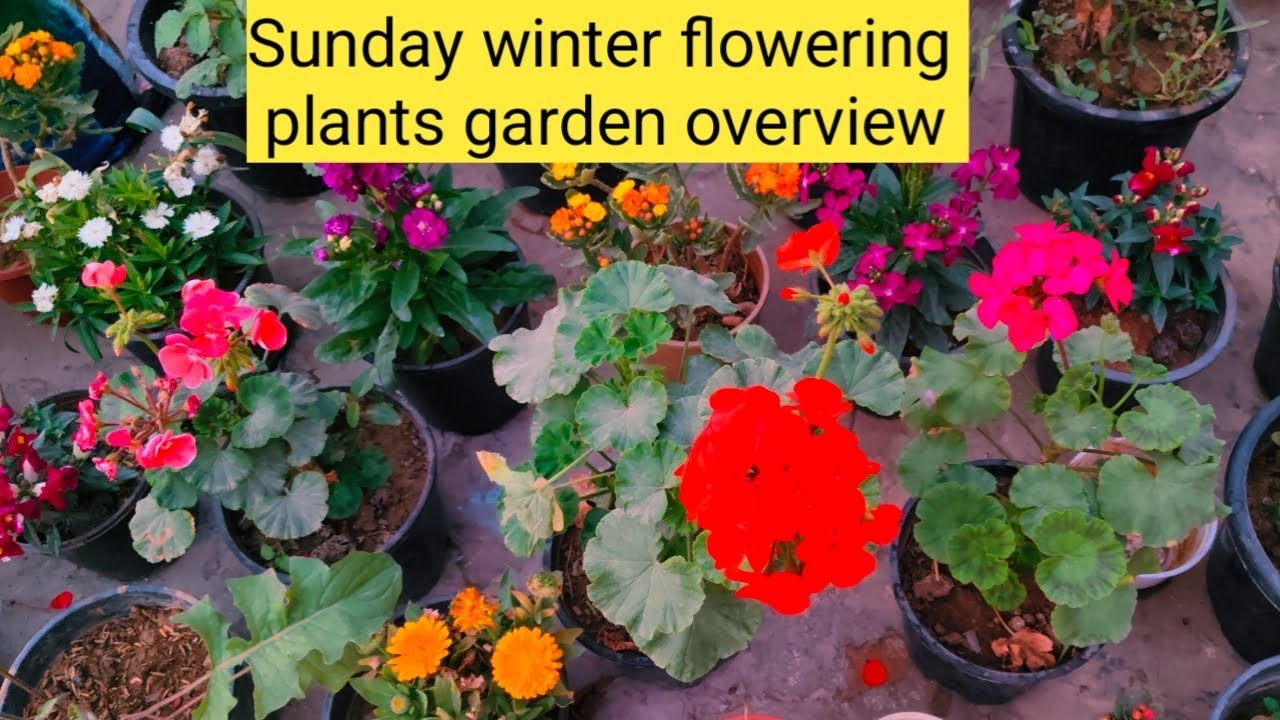 Sunder garden overview 💕winter flowering plants ki choti si jhalak😍