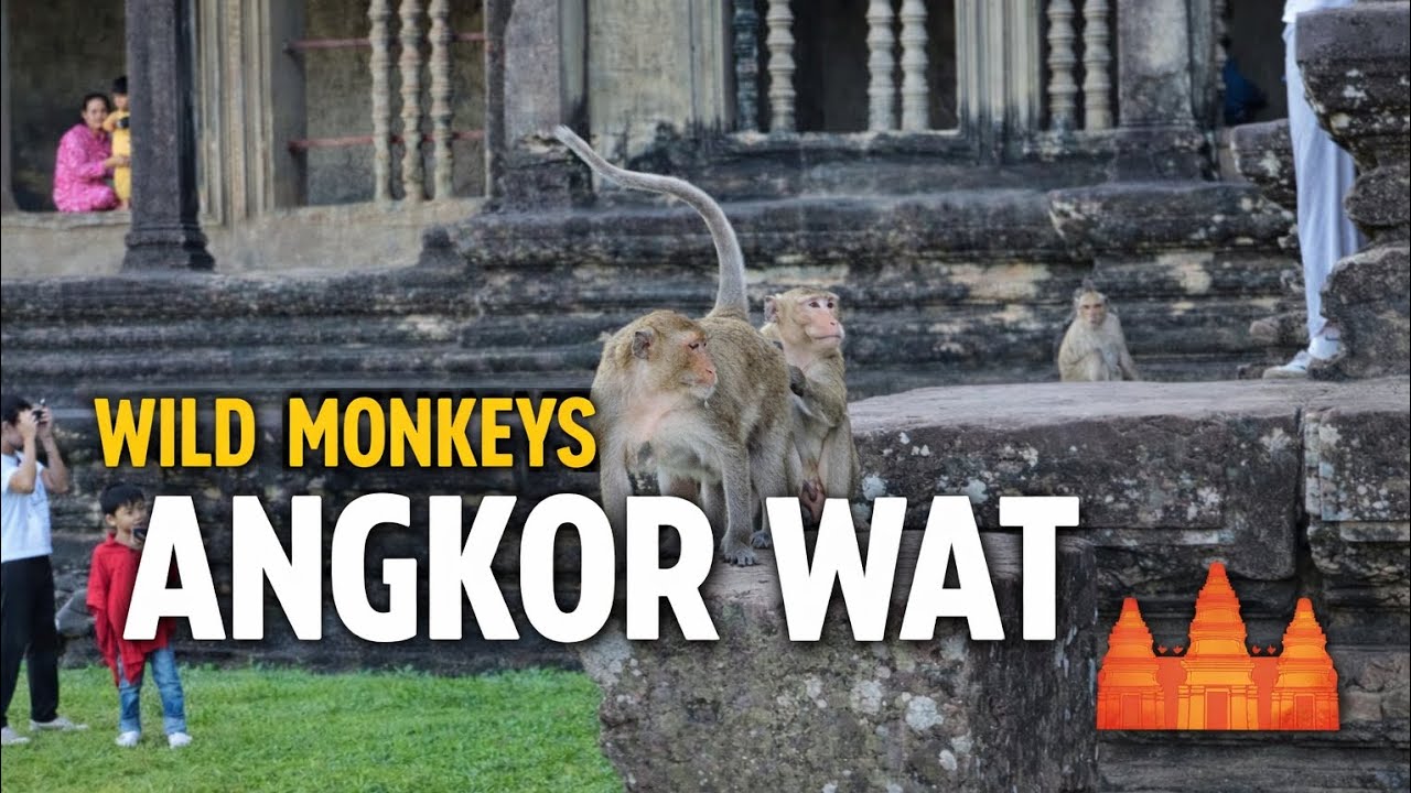 Wild Monkeys at Angkor Wat Temple, Cambodia #monkey 