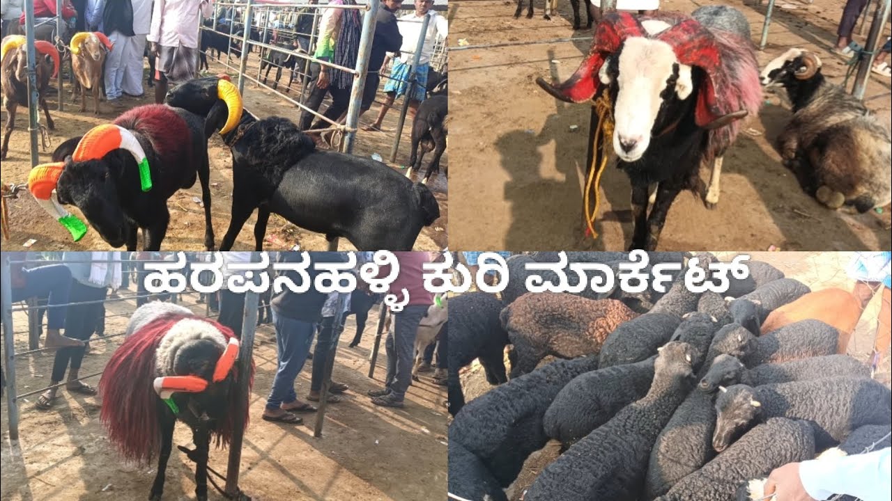 ಹರಪನಹಳ್ಳಿ ಕುರಿ ಮಾರುಕಟ್ಟೆ harappanahalli sheep market #goat #sheepfarming #sheepmarket 