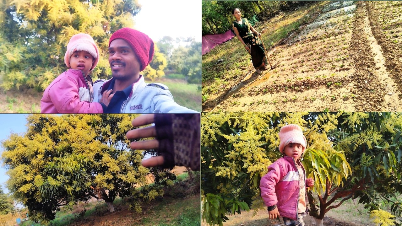 हमर आम इतना फूल (मऊर) लगे हे 😍 डाल टुट जाही फल लगही तो 😃#familychannel #vlog 