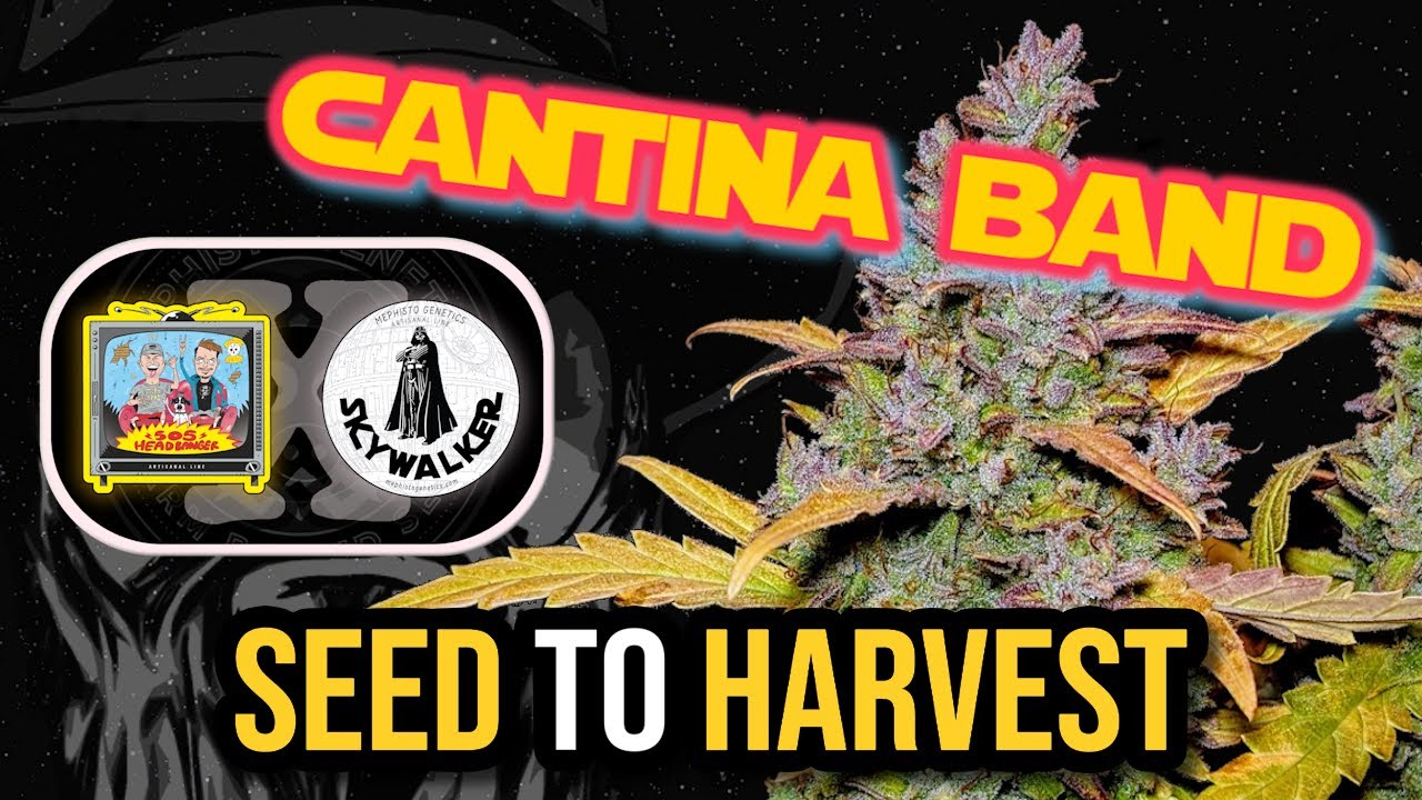 CANTINA BAND 👽🎺 | Mephisto Genetics SEED to HARVEST Autoflower Grow