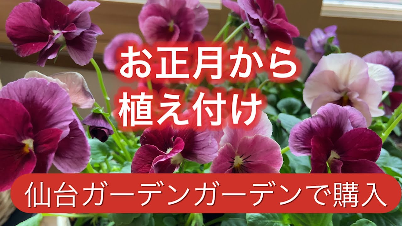 【仙台ガーデンガーデン購入苗】お正月から、せっせと植え付け