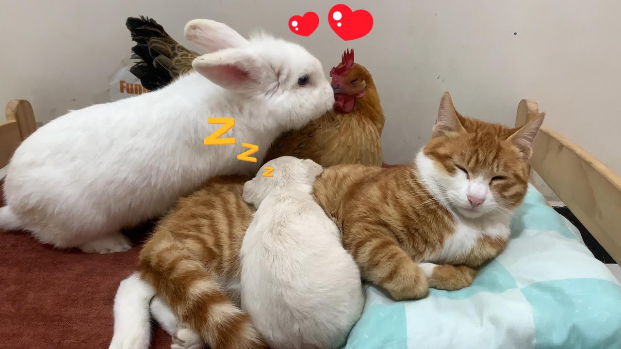 Кошка и курица заботились о щенке, а утка и кролик присоединились к этой счастливой семье.